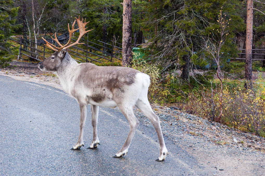 Северный олень