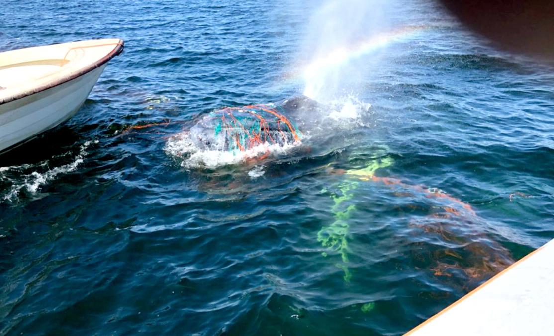 Лотту спасает раумская береговая охрана. Источник: https://yle.fi/a/3-10206420