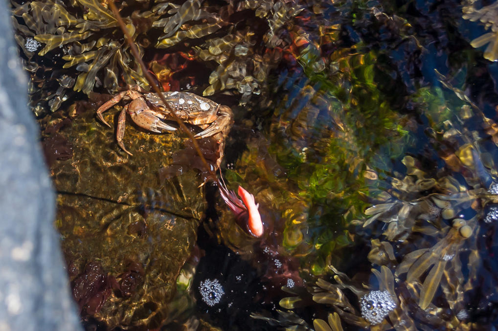 Ловля крабов