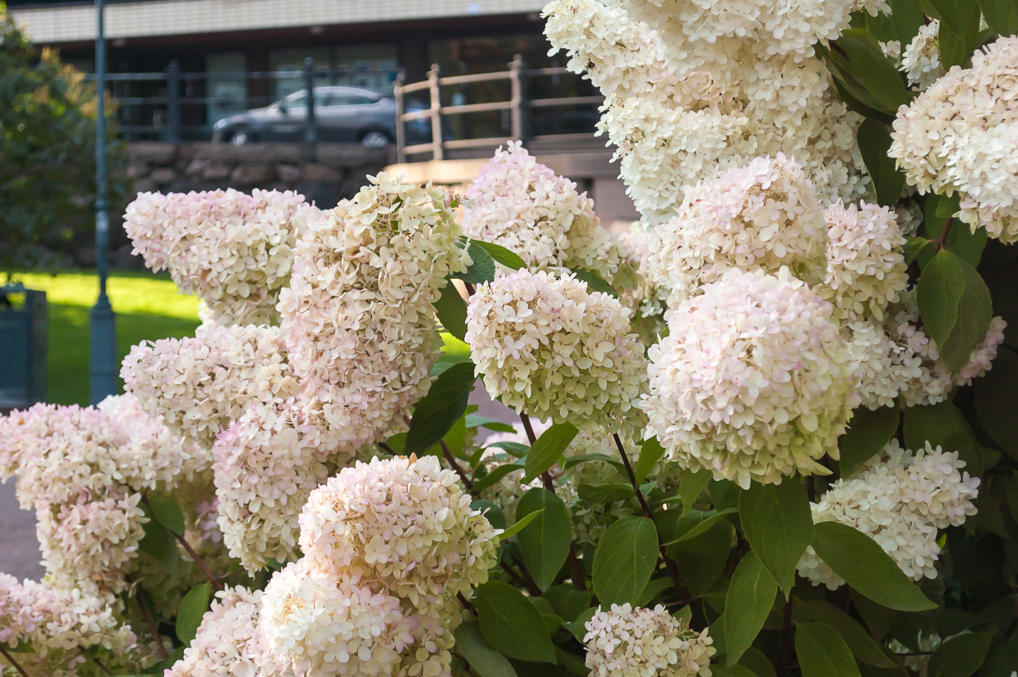 Парк Сибелиуса