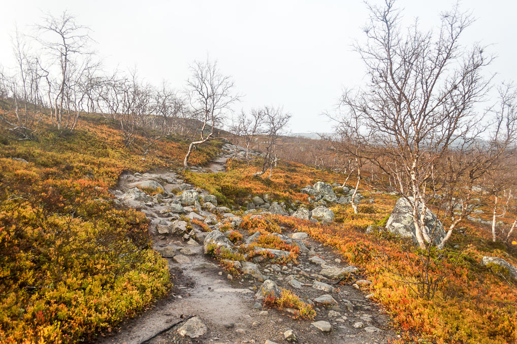 Лесная тропа