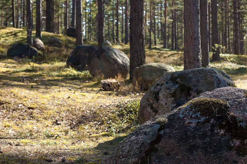 Лес под Лаппохьянранта