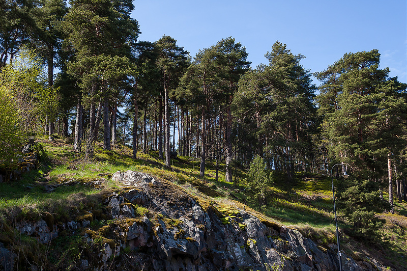 Холм Нясинмяки