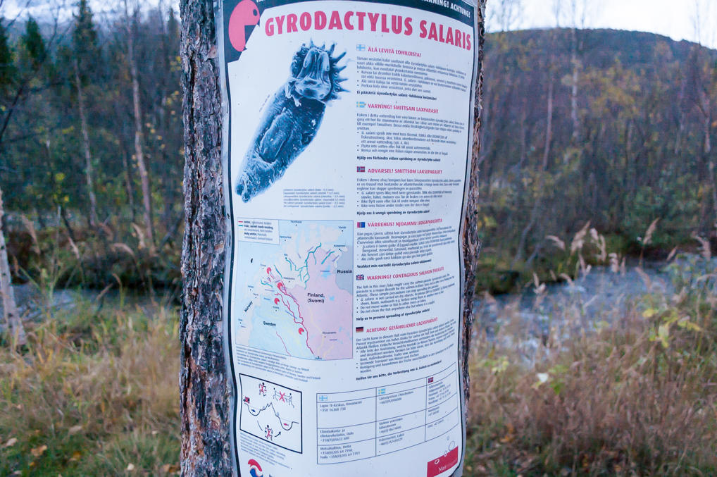 Паразит лосося