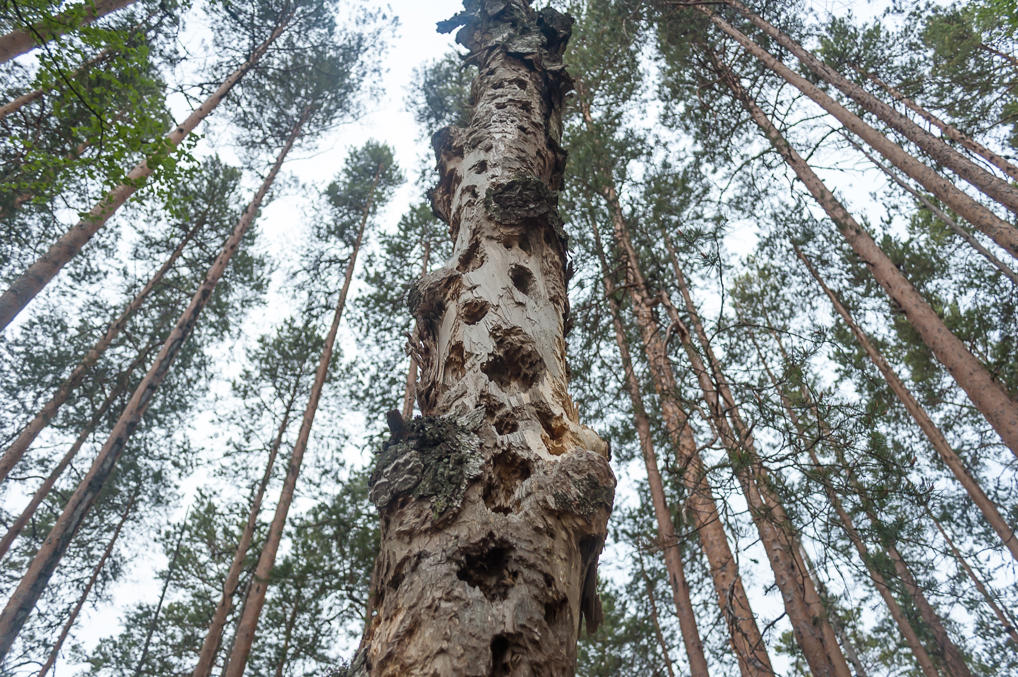 Дерево с дырками