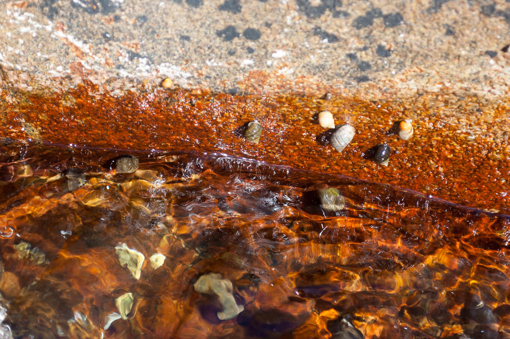 Морские улиточки