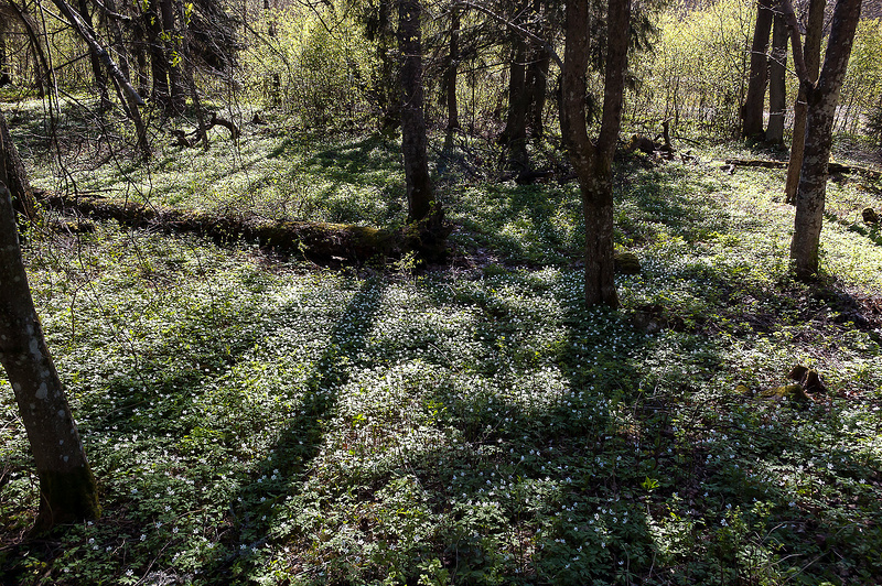 Ветреницы / Windflowers