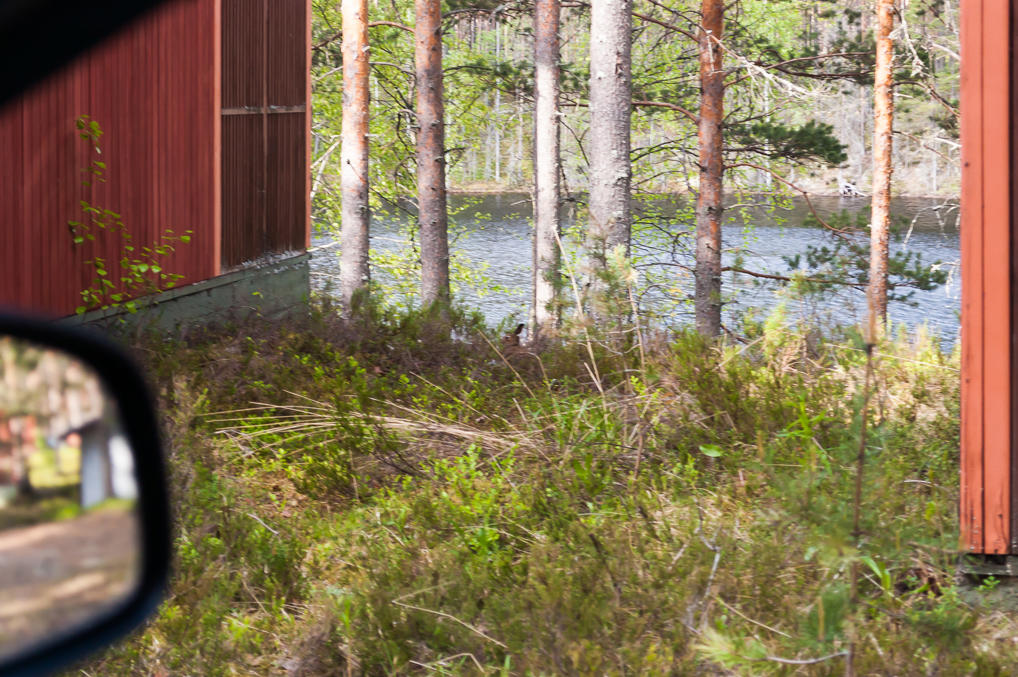 Финский зайка