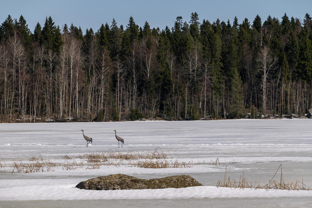 Журавли на заливе озера Пилвилампи