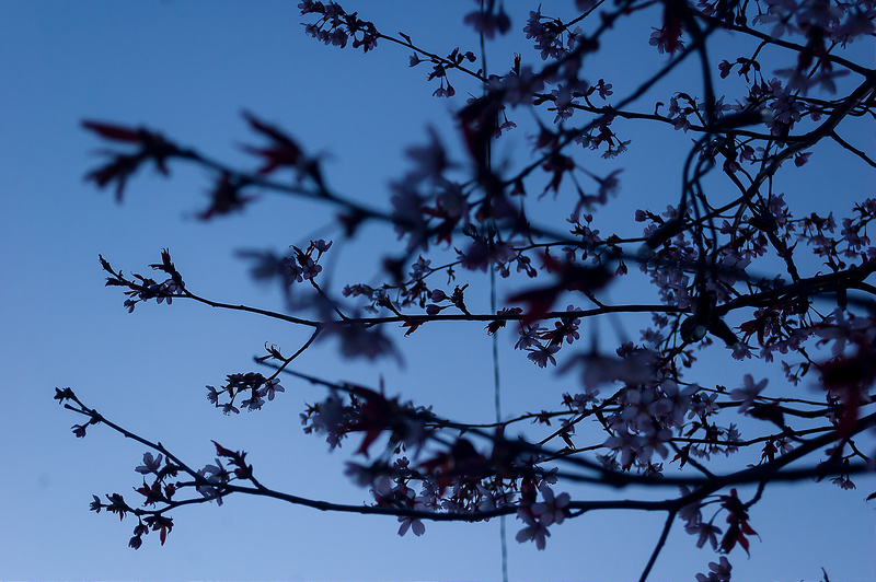 Вишни на Вуорикату