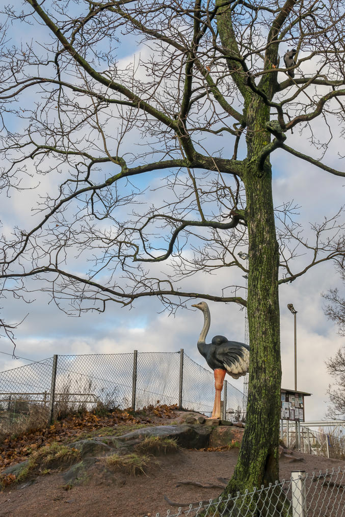 Страус в Токоинранта