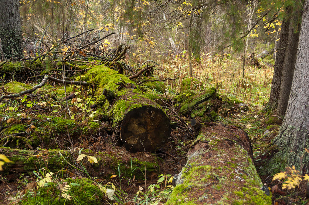 Варкаанкуру