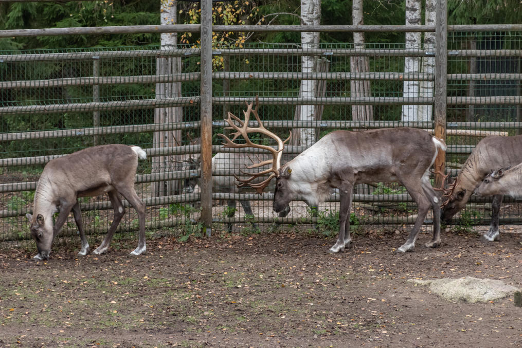 Дикие лесные северные олени в зоопарке Эхтяри. Октябрь 2024