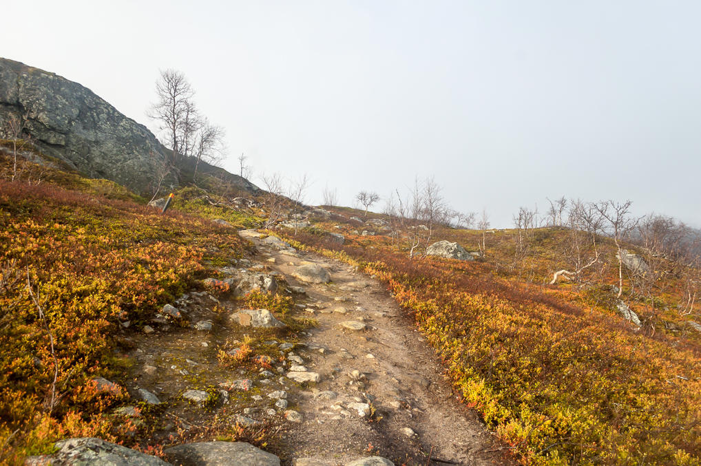Лесная тропа