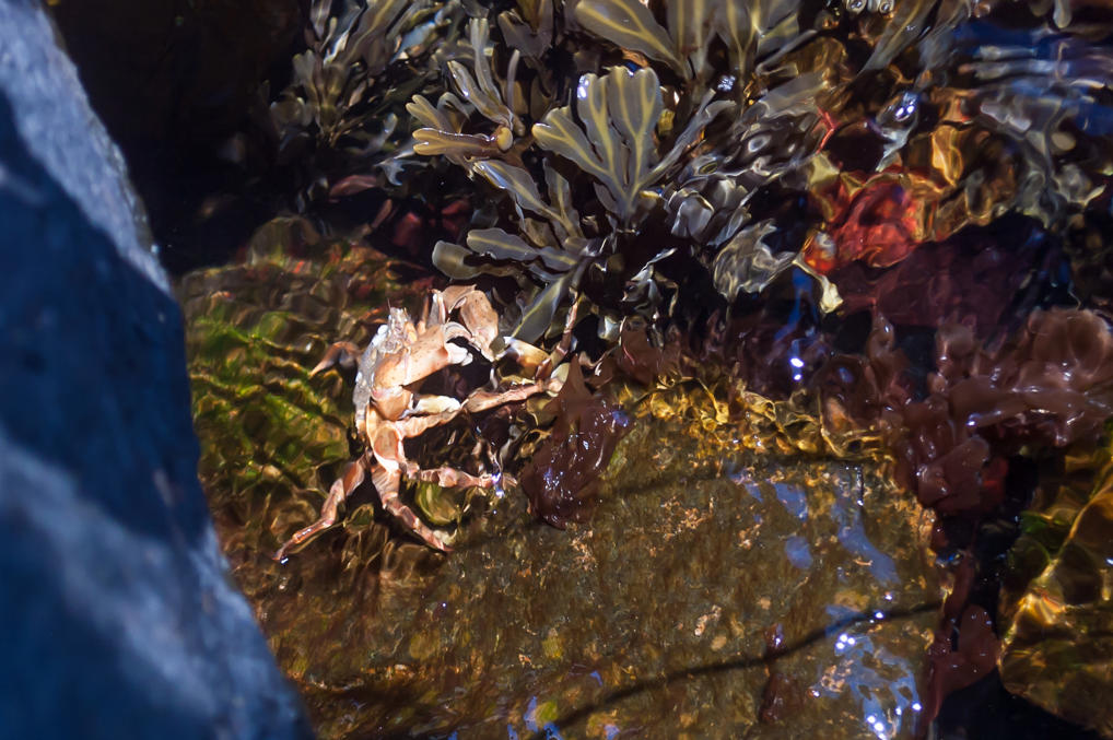 Ловля крабов