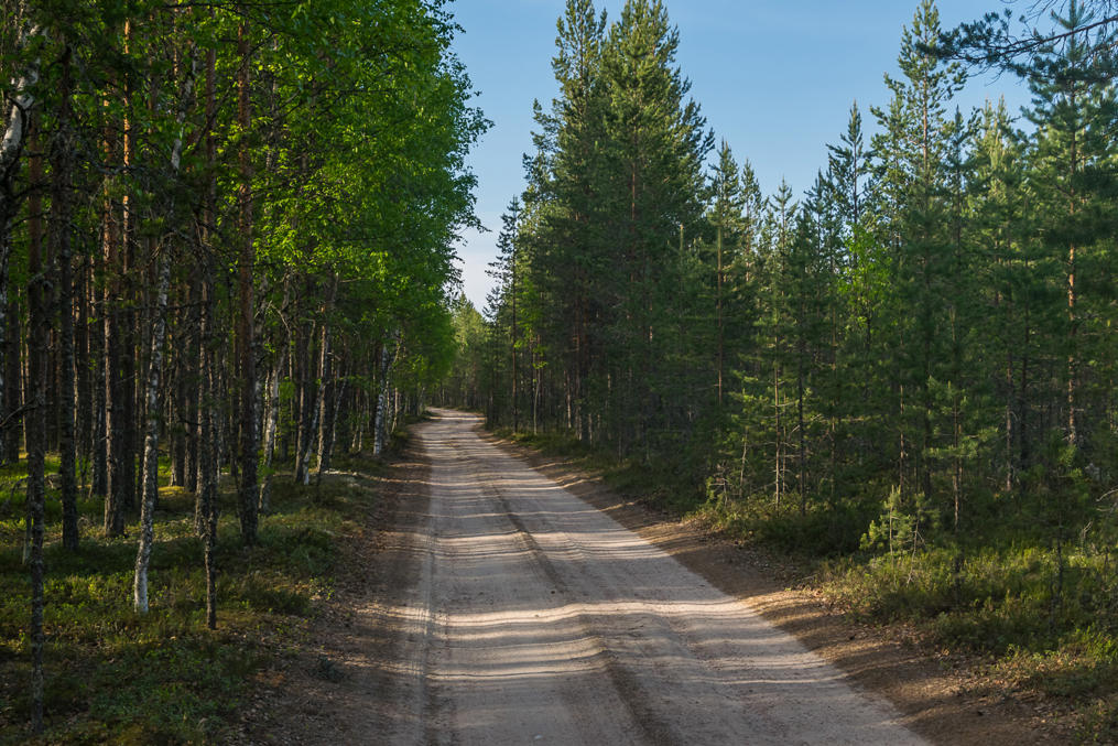Лесная дорога (на самом деле музейная — древний Кюрёнкангасский тракт)