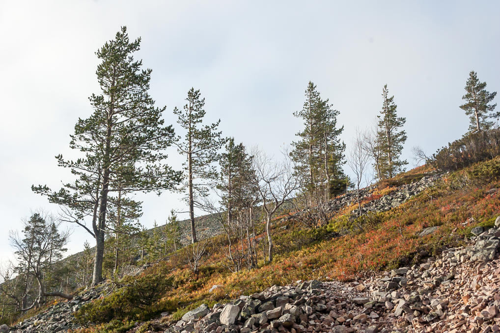Линия деревьев