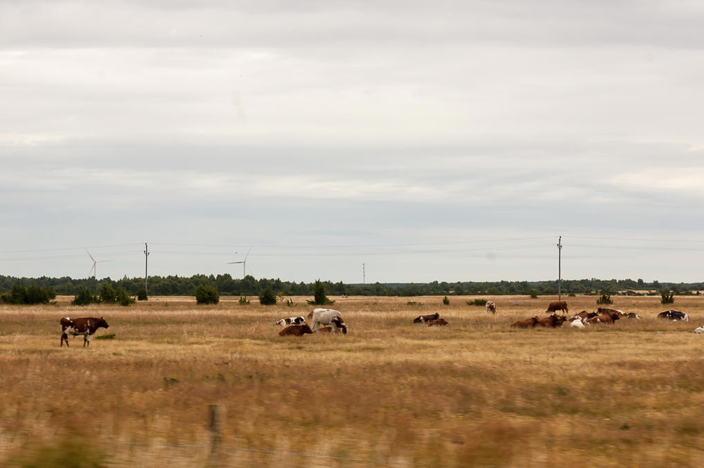 Пейзаж Эланда