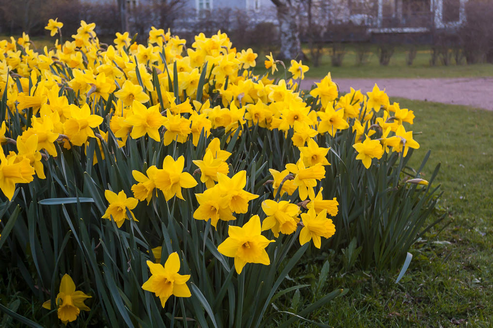 Нарциссы