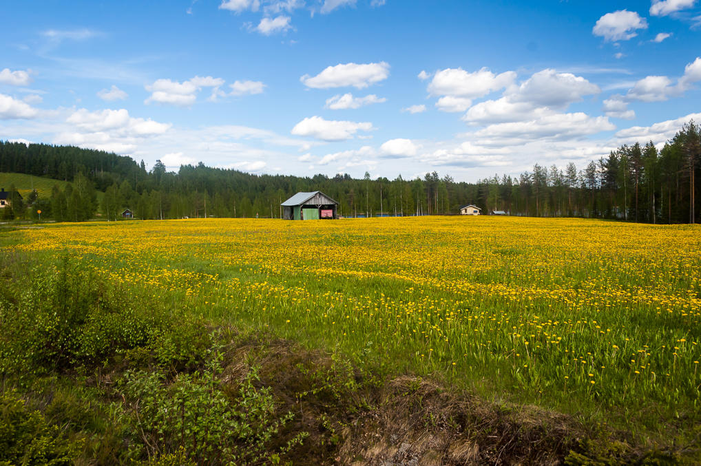 Одуванчиковое поле