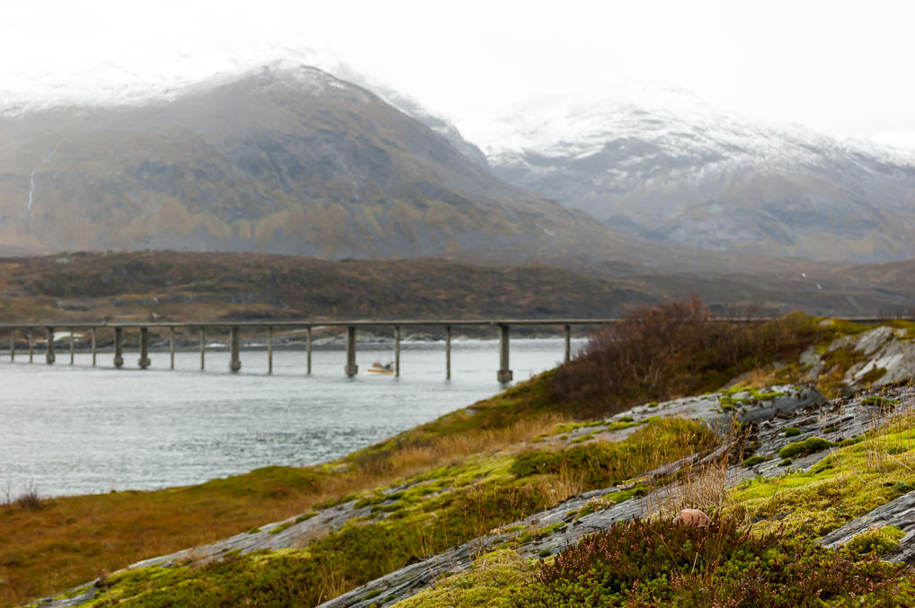 Растительность Шервёйя