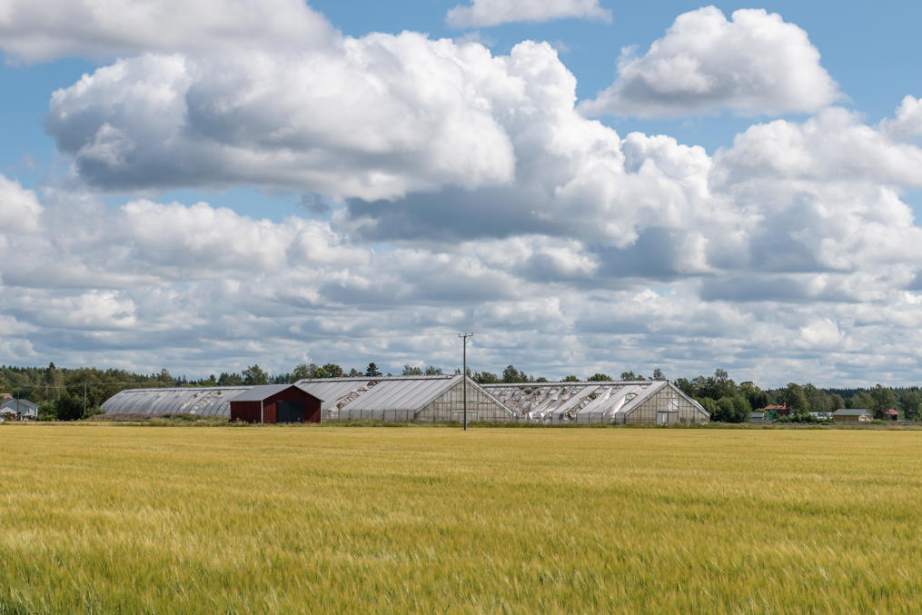 Какие-то неиспользуемые/заброшенные теплицы тоже есть