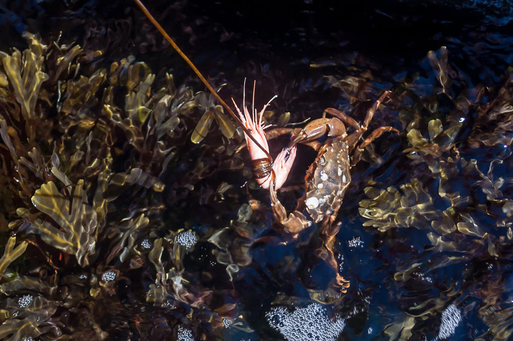 Ловля крабов